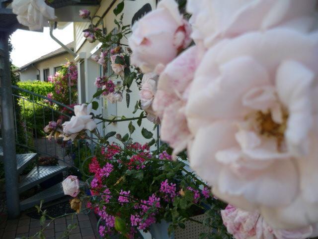 Gastehaus Rosengarten Im Nahetal Kirn 외부 사진